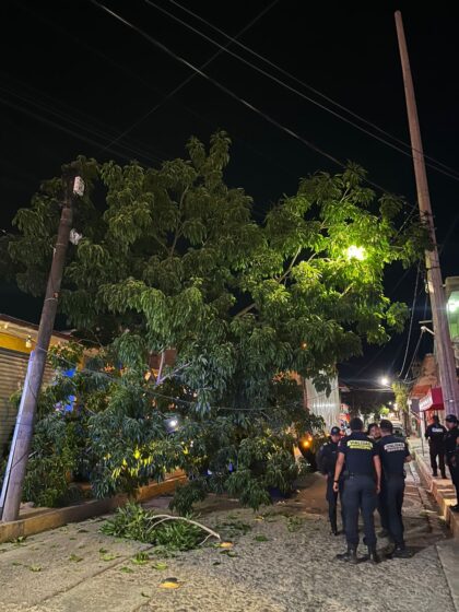 Atiende Procuraduría Ambiental derribo de árbol por camión transportista